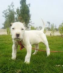 pakistanibullyBully kutta is extremely agreessive mastiff dog. They are dangerous for both owners and strangers